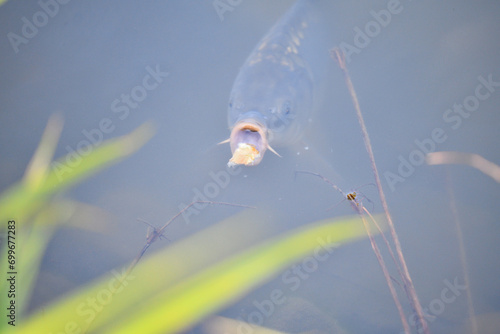 Obraz na płótnie River carp opens its mouth above the surface to catch food w salonie
