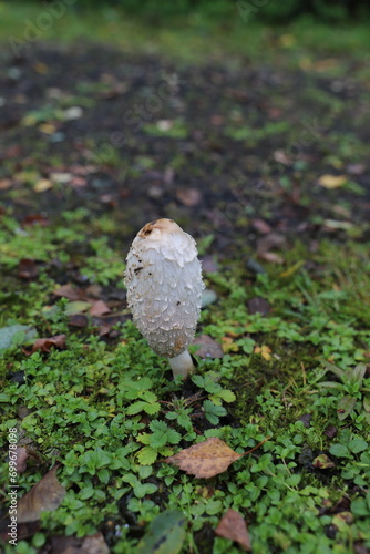 weißer Pilz im Ruhrgebiet auf Gras gewachsen
