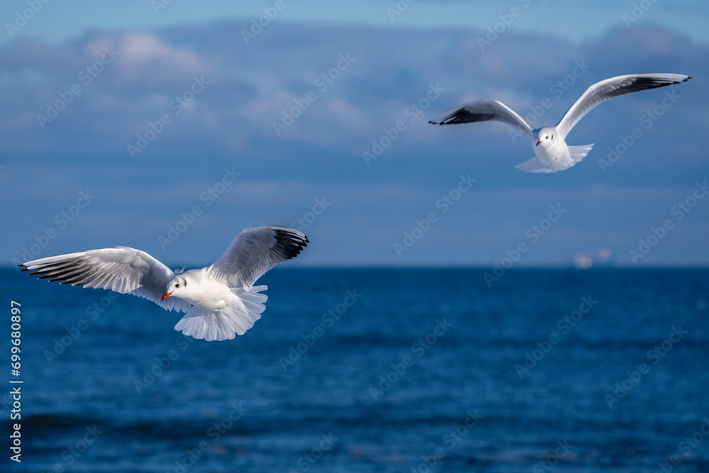 Möwen in der fliegen vor blauem Himmel Möwen in der fliegen vor blauem Himmel