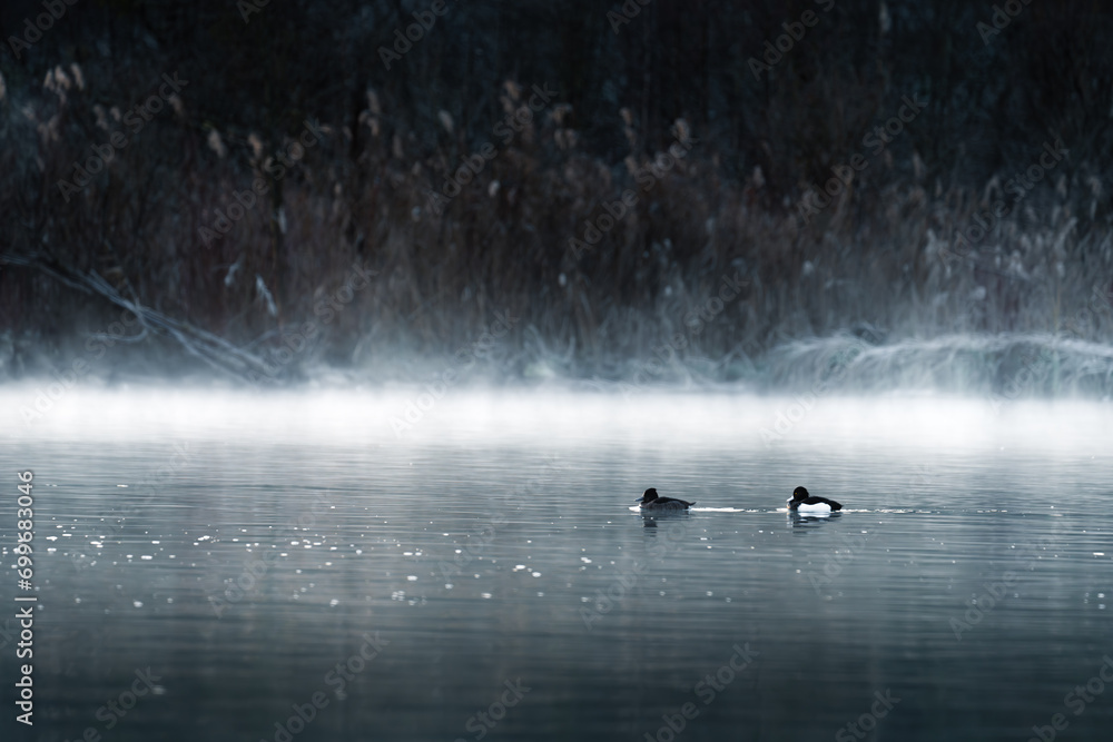 ducks in the lake - obrazy, fototapety, plakaty 