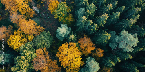 Mixed forest, green deciduous trees. Autumn in forest aerial top view. Soft light in countryside woodland or park. Drone shoot above colorful green texture in nature