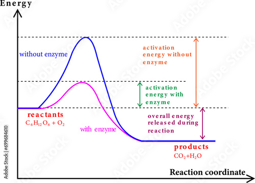 A diagram showing the catalytic reaction: the energy niveau as a function of the reaction coordinate.Vector illustration. photo