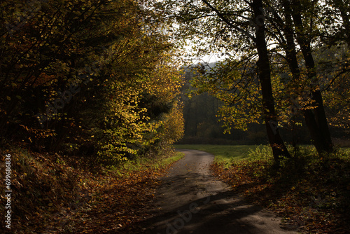 sunset in the forest