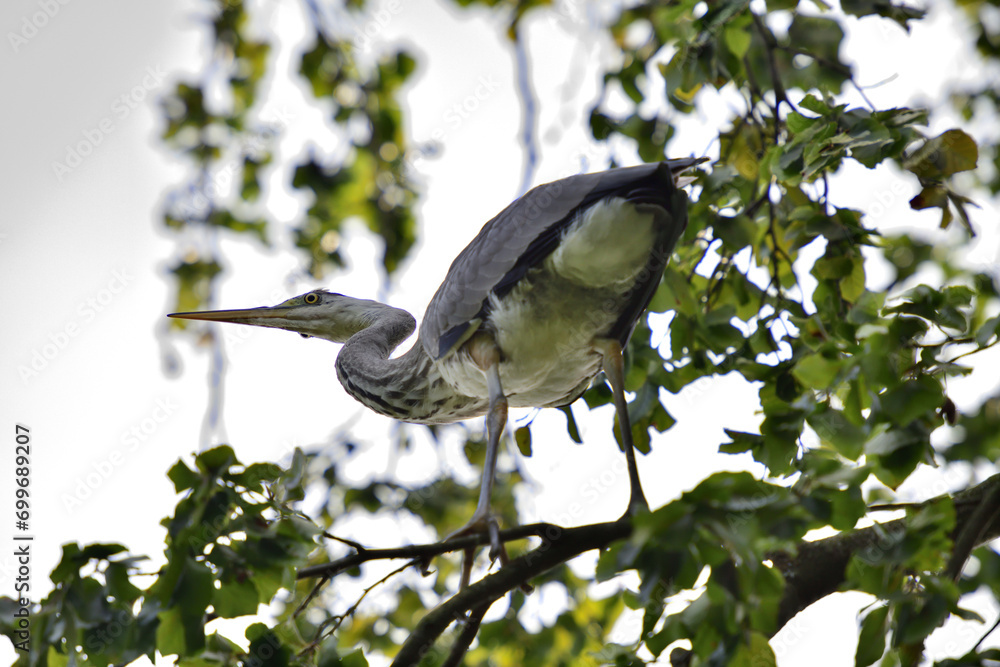A gray heron sits high on a tree branch above a pond