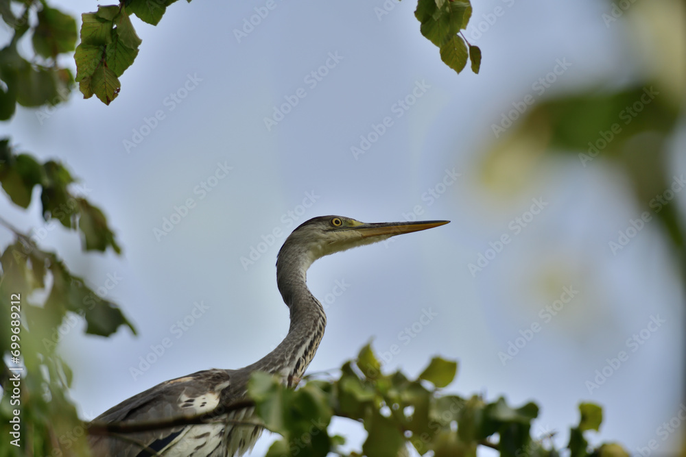 Head portrait of a gray heron sitting near a pond for food
