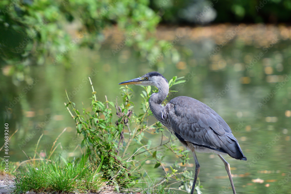 A gray heron sits high on a tree branch above a pond