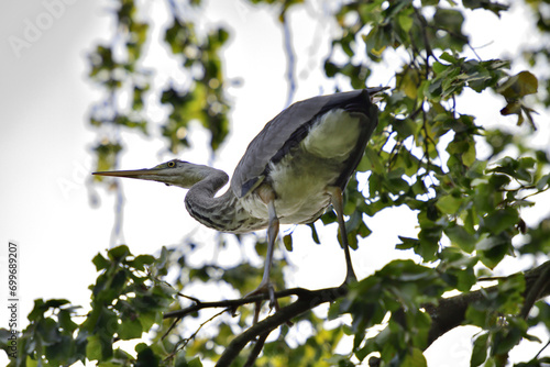 Obraz na płótnie A gray heron sits high on a tree branch above a pond w salonie