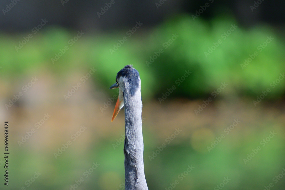Head portrait of a gray heron sitting near a pond for food
