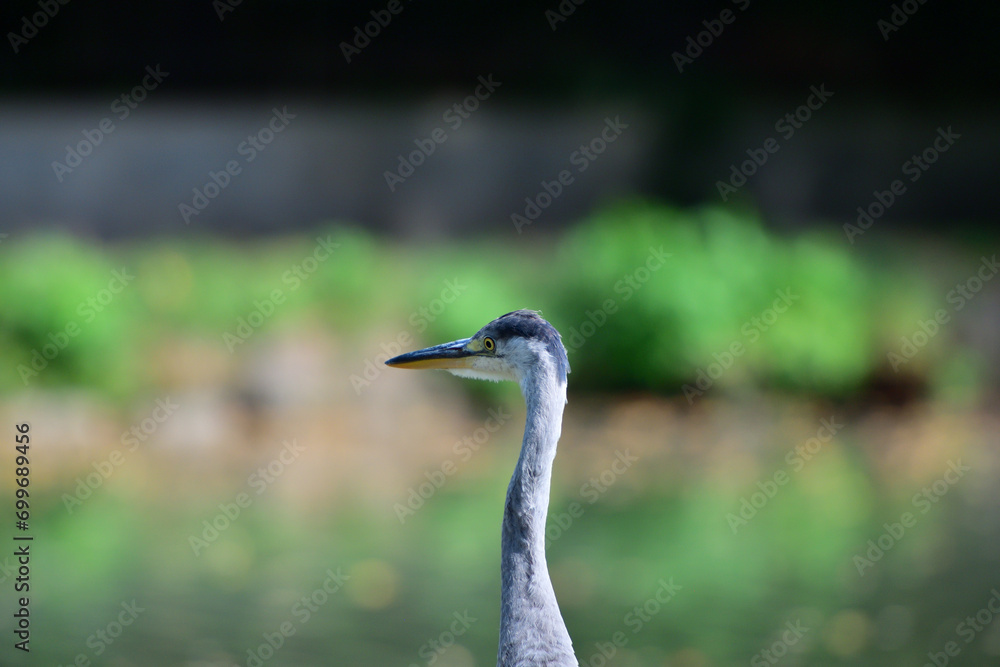 Head portrait of a gray heron sitting near a pond for food