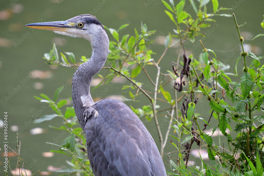 Head portrait of a gray heron sitting near a pond for food