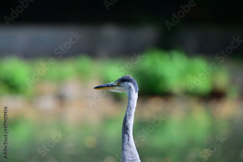Obraz na płótnie Head portrait of a gray heron sitting near a pond for food w salonie