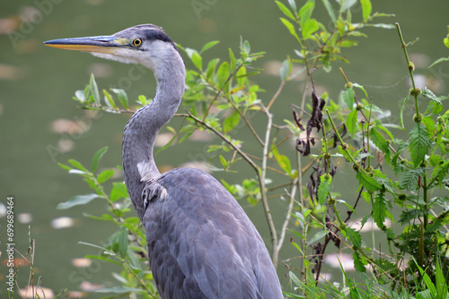Obraz na płótnie Head portrait of a gray heron sitting near a pond for food w salonie
