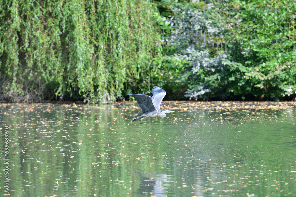 A gray heron flies over a pond in the park
