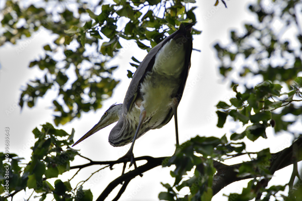 A gray heron sits high on a tree branch above a pond