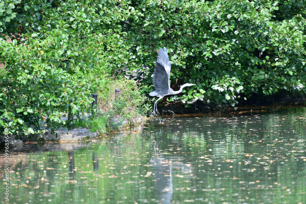 A gray heron flies over a pond in the park