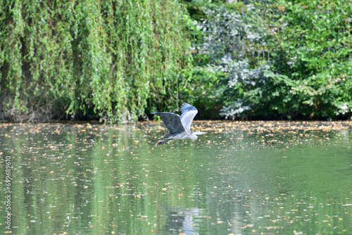 Obraz na płótnie A gray heron flies over a pond in the park w salonie