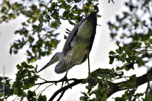 Obraz na płótnie A gray heron sits high on a tree branch above a pond w salonie