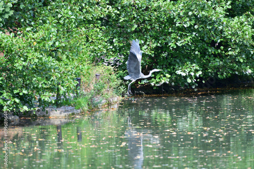 A gray heron flies over a pond in the park