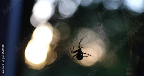 Garden Orb Weaver (Eriophora transmarina) spider, silhouetted against setting sun, building web in preparation for the night photo