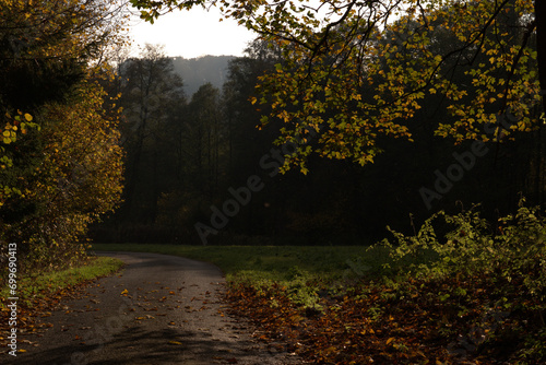 sunset in the forest