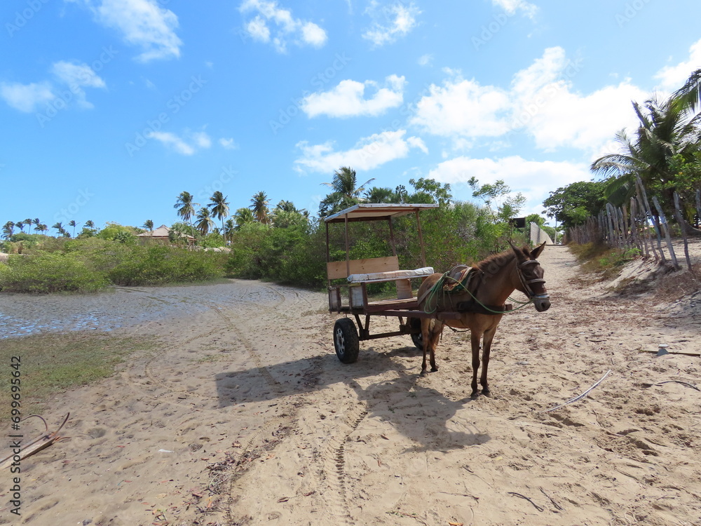 Obraz premium horse and cart