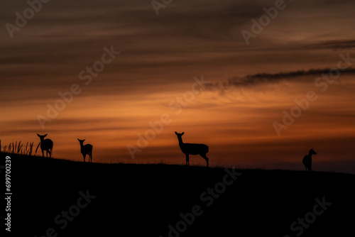 Fallow deer stag Dama Dama Autumn sunset