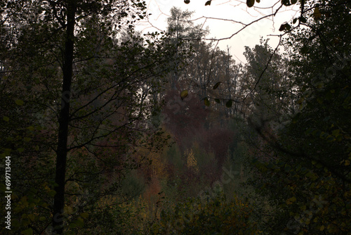 morning in the forest