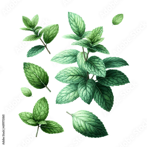 green mint herb with leaves watercolor paint on white for greeting card wedding design