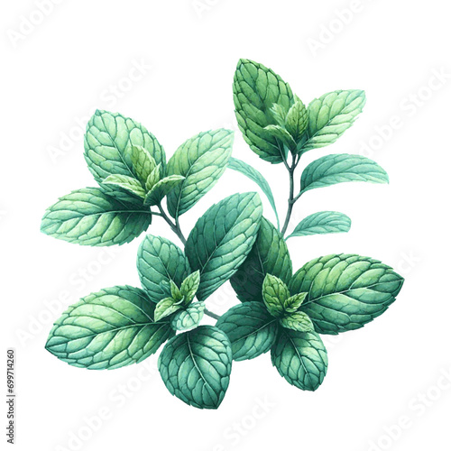 green mint herb with leaves watercolor paint on white for greeting card wedding design
