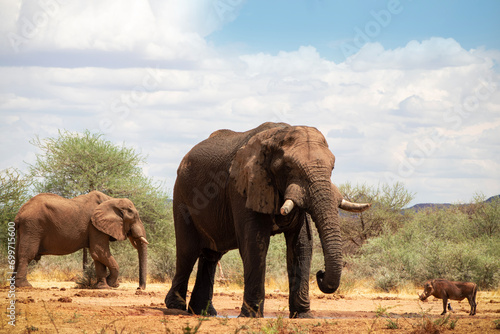 Wild african animals. African Bush Elephants in the grassland on a sunny day. © Yuliia Lakeienko