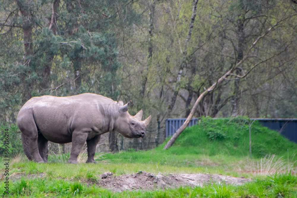 Fototapeta premium 2023-04 Safaripark