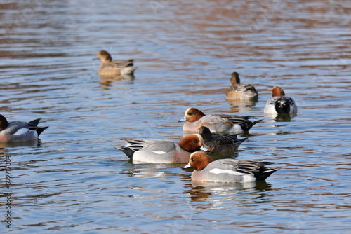水元公園の景色　東京都葛飾区　View of Mizumoto Park Katsushika-ku, Tokyo