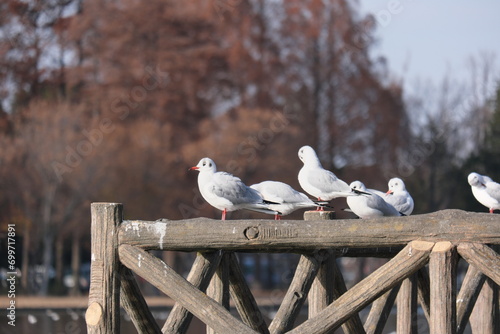 水元公園のカモメ　Seagulls in Mizumoto Park