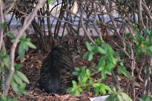 水元公園の野良猫　Stray cats in Mizumoto Park photo