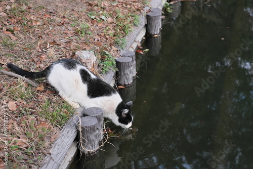 水元公園の野良猫　Stray cats in Mizumoto Park