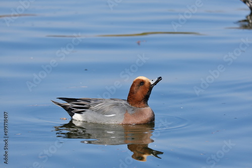 水元公園のヒドリガモ　Eurasian wigeon (Anas penelope) in Mizumoto Park