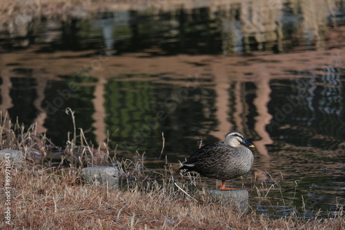 水元公園の景色　東京都葛飾区　View of Mizumoto Park Katsushika-ku, Tokyo