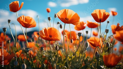 Realistic photo of a field full of blooming red poppies