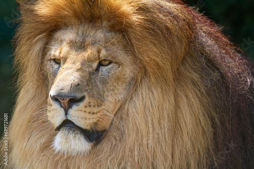 Close-up of a Lions Head