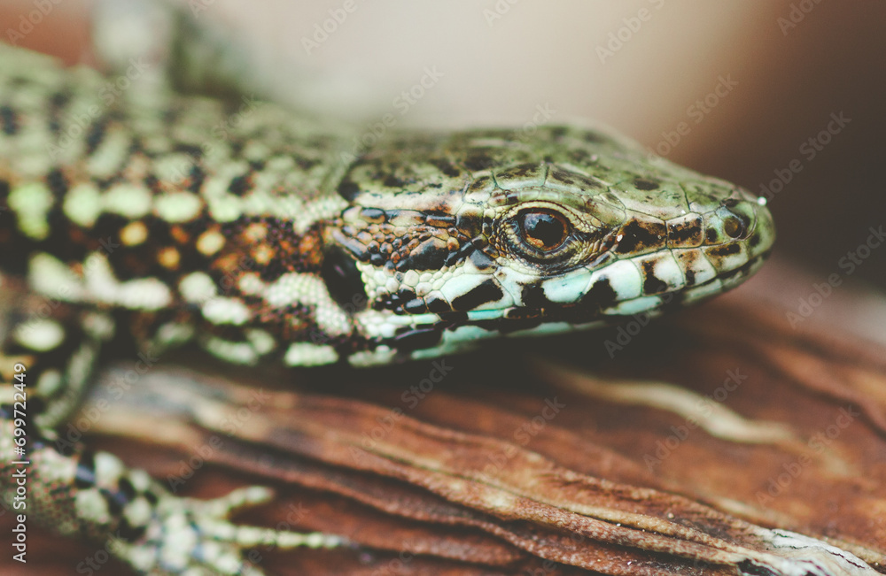 Naklejka premium green lizard on a wood