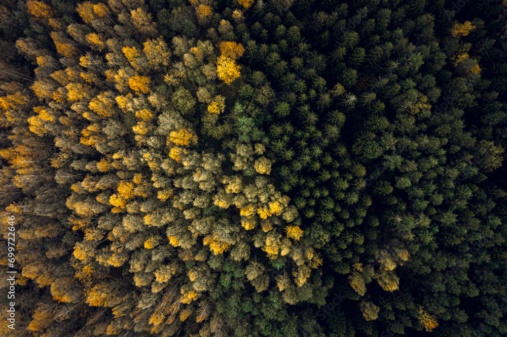 Top down drone shot of forest in autumn colors. River flowing through pine forest. Vibrant foliage. Earth texture.