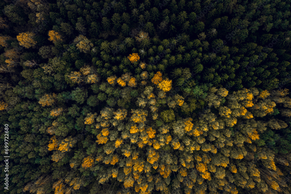Top down drone shot of forest in autumn colors. River flowing through pine forest. Vibrant foliage. Earth texture.