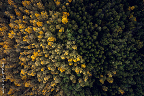 Top down drone shot of forest in autumn colors. River flowing through pine forest. Vibrant  foliage. Earth texture.