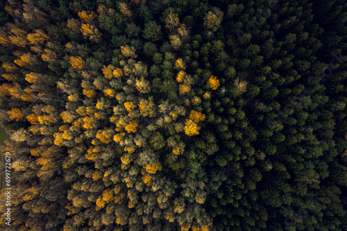 Obraz na płótnie Top down drone shot of forest in autumn colors. River flowing through pine forest. Vibrant foliage. Earth texture. w salonie