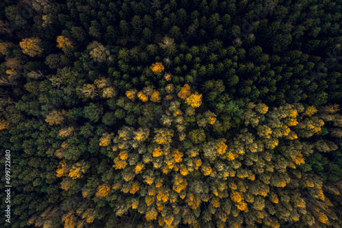 Obraz na płótnie Top down drone shot of forest in autumn colors. River flowing through pine forest. Vibrant foliage. Earth texture. w salonie