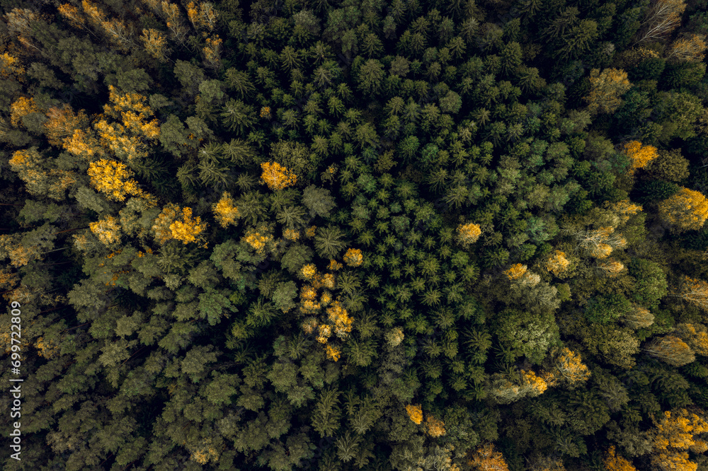 Top down drone shot of forest in autumn colors. River flowing through pine forest. Vibrant foliage. Earth texture.