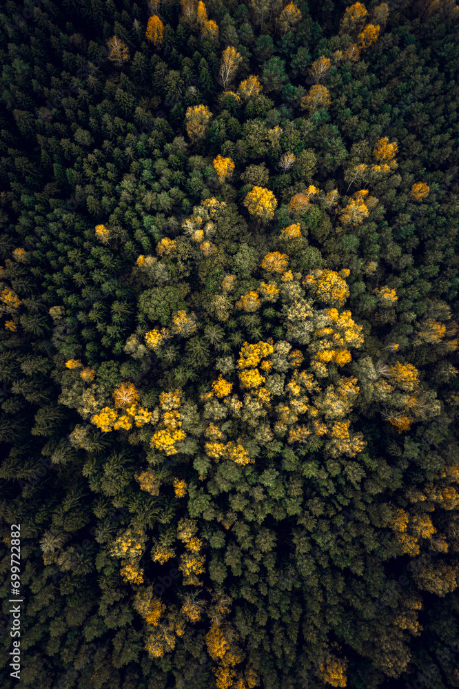 Top down drone shot of forest in autumn colors. River flowing through pine forest. Vibrant foliage. Earth texture.
