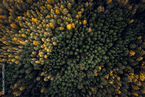 Obraz na płótnie Top down drone shot of forest in autumn colors. River flowing through pine forest. Vibrant foliage. Earth texture. w salonie