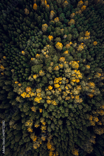 Obraz na płótnie Top down drone shot of forest in autumn colors. River flowing through pine forest. Vibrant foliage. Earth texture. w salonie