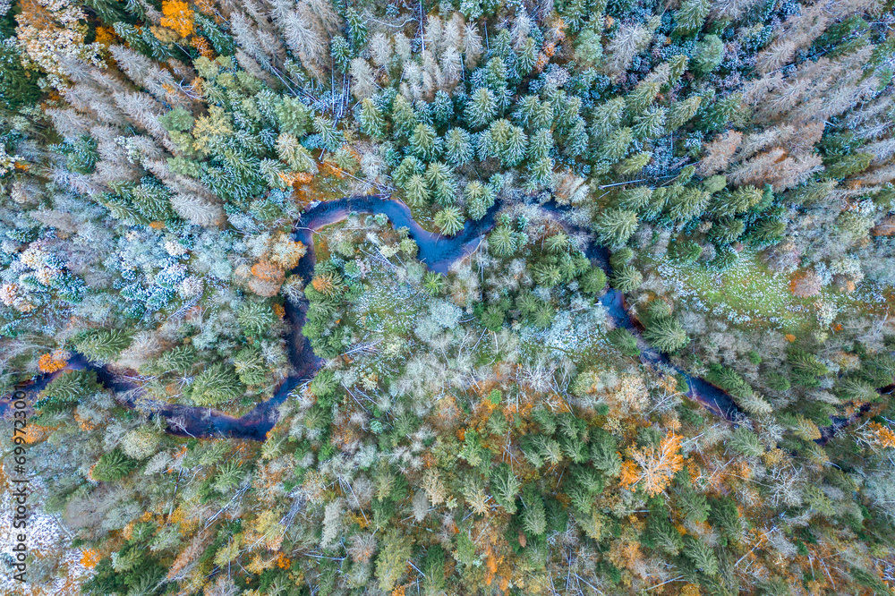 Top down drone shot of forest in autumn colors. River flowing through pine forest. Vibrant foliage. Earth texture.